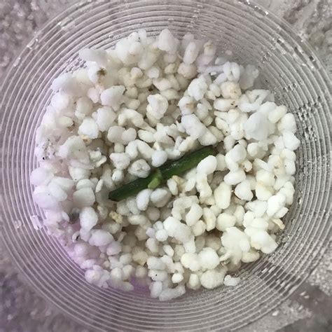 propagation in perlite