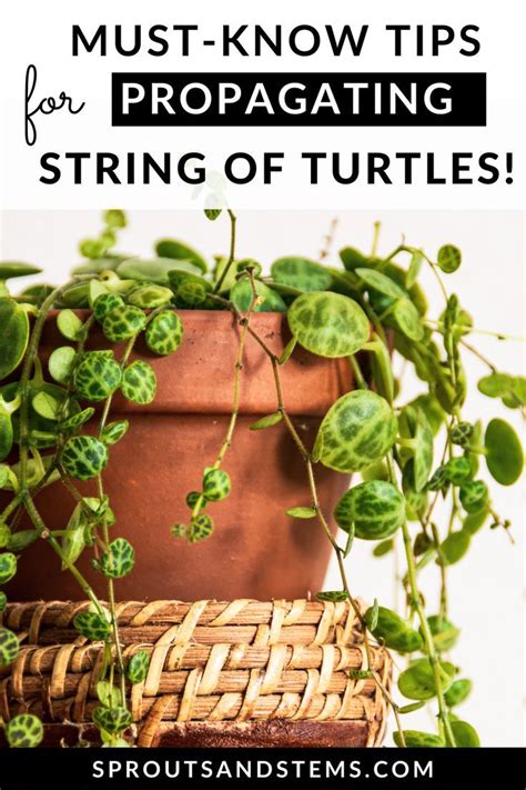 propagation string of turtles