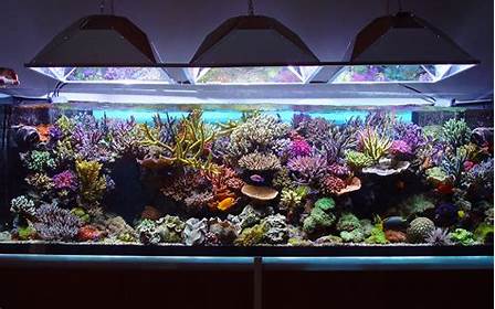 Choosing the Right Location for Your Saltwater Fish Tank