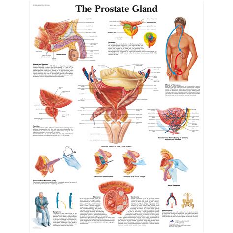 Prostate Gland Size Chart