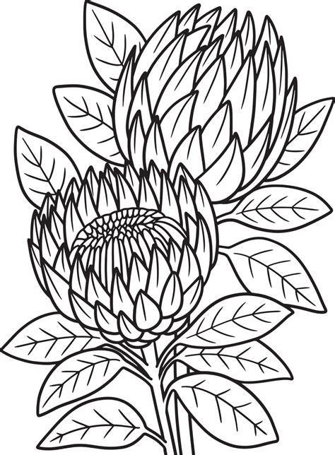 protea colouring in picture