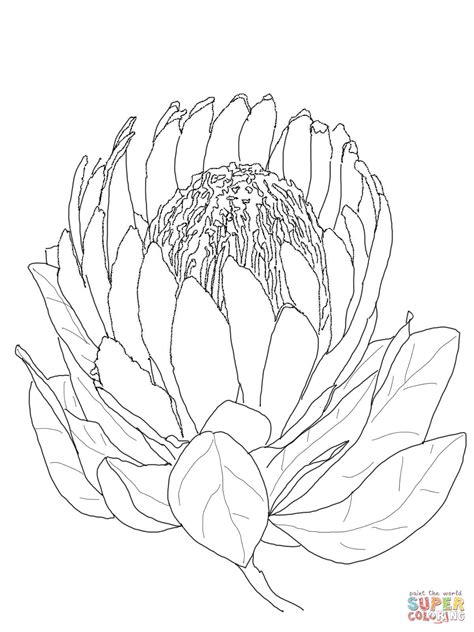 protea colouring pages