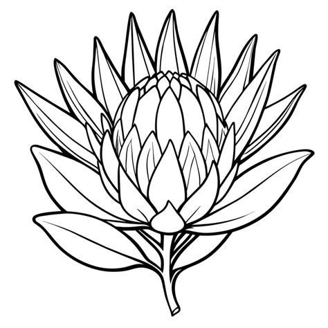 protea colouring pages