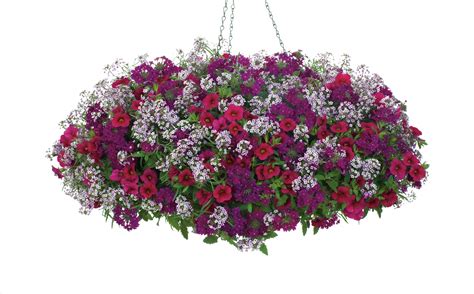 proven winners hanging baskets