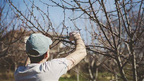 prune as a branch