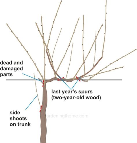 prune grape vine