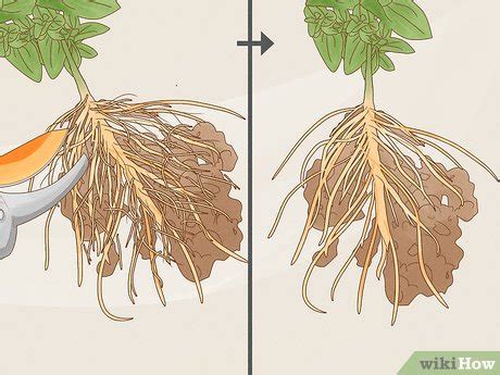 prune roots