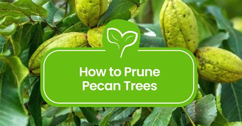pruning a pecan tree