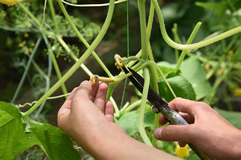 pruning cucumber plants