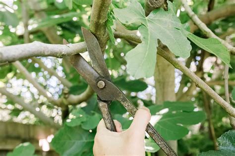 pruning fig trees