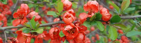 pruning flowering quince