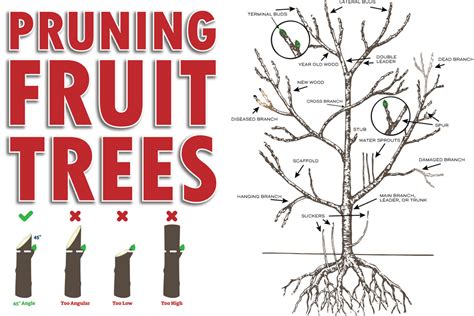 pruning for potted fruit trees