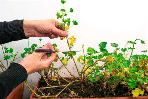 pruning geraniums