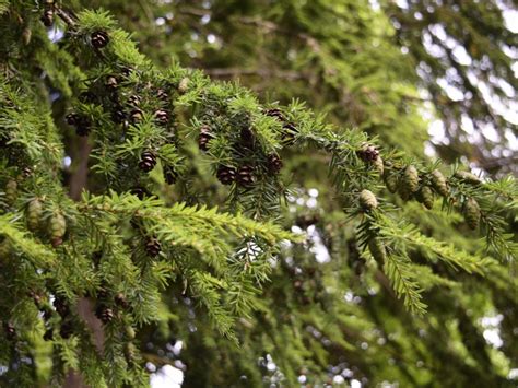 pruning hemlock trees