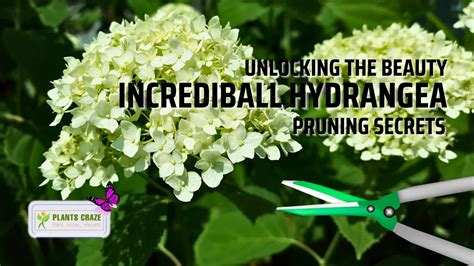 pruning hydrangea incrediball
