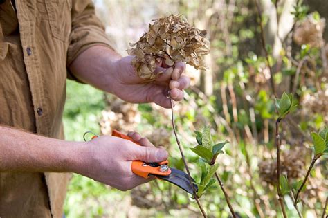 pruning hydrangea tree in spring