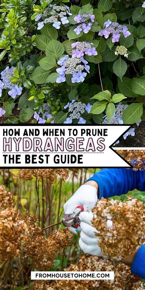 pruning hydrangeas in spring