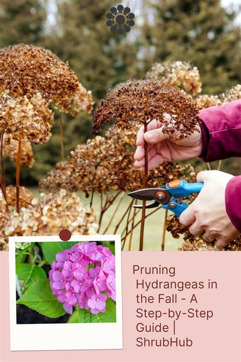 pruning hydrangeas in the south