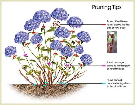 pruning hydrangeas to the ground