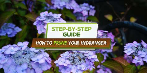 pruning leggy hydrangeas