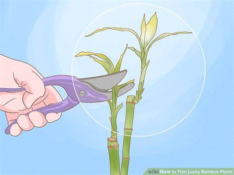 pruning lucky bamboo plants