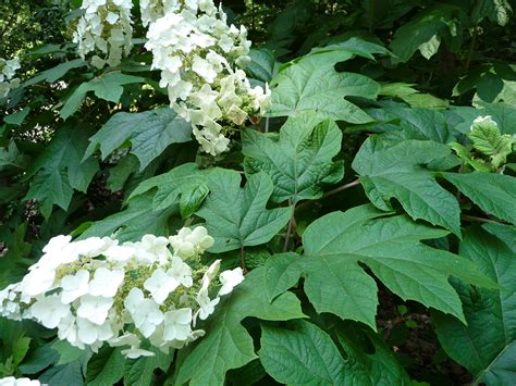 pruning oak leaf hydrangeas in spring