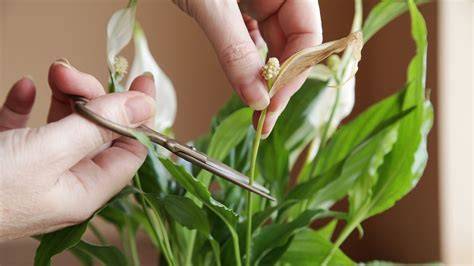pruning peace lily plants