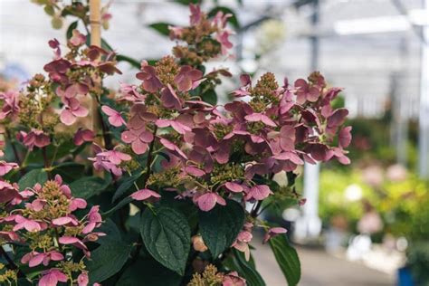 pruning quick fire hydrangea tree