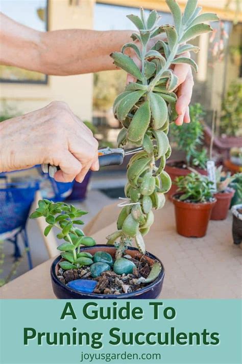 pruning succulents