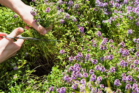 pruning thyme plants