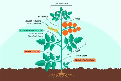 pruning tomato plants