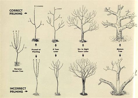 pruning trees in spring