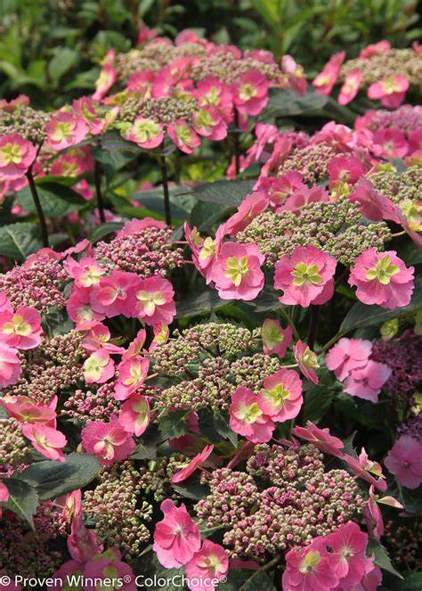pruning tuff stuff hydrangea