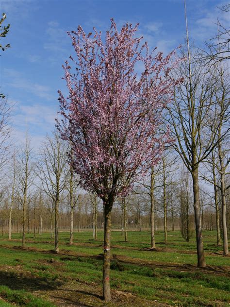 prunus cerasifera