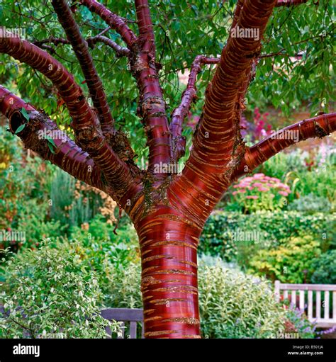 prunus serrula