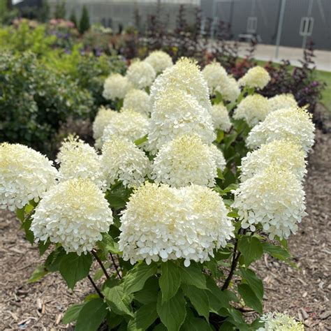 puffer fish hydrangea