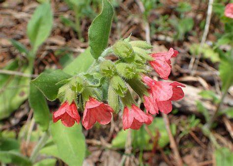 pulmonaria rubra red freckles