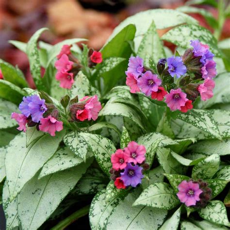 pulmonaria shade