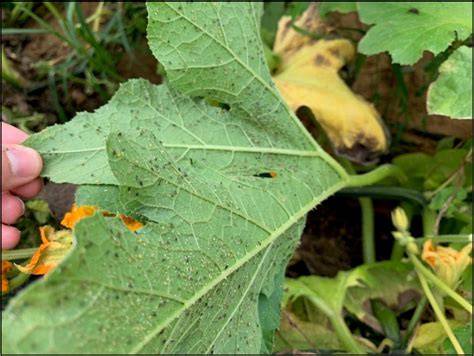 pumpkin insect pests