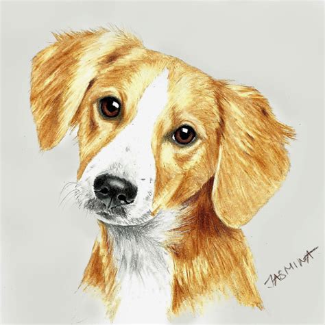 puppy drawing with colour