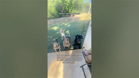 puppy pictures to color