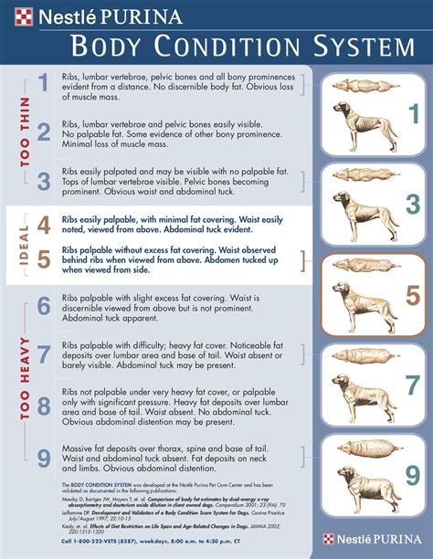 Purina Bcs Chart Dog