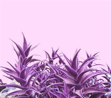 purple aloe vera