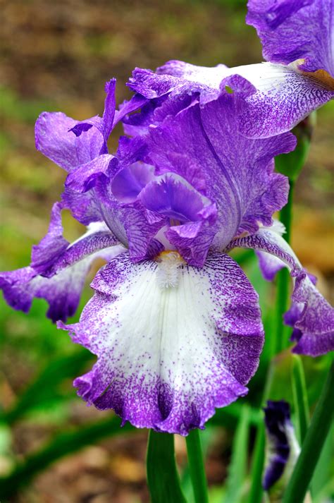 purple and white iris flower