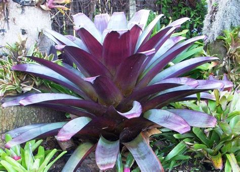 purple bromeliad