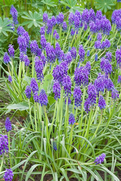 purple bulb flower