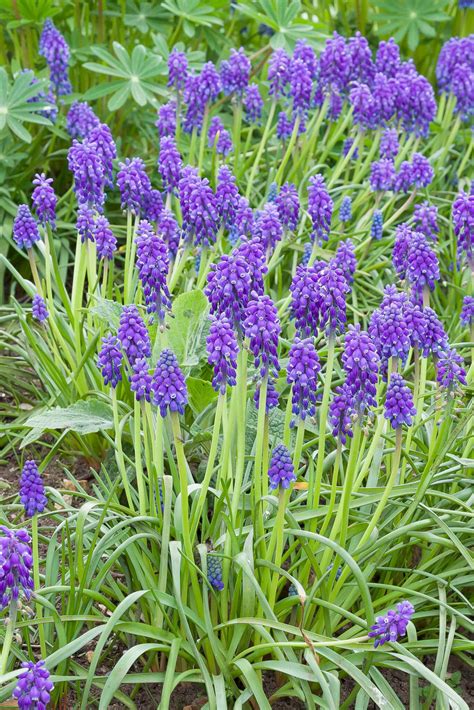 purple bulb flowers spring