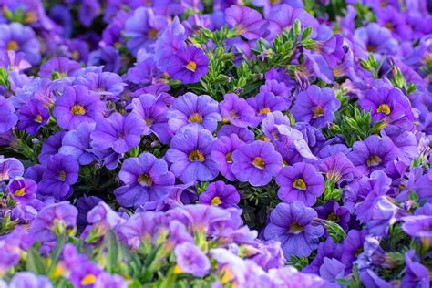 purple calibrachoa