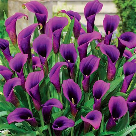 purple calla lily flower