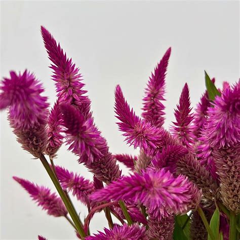 purple celosia